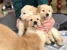 Whether golden retriever puppy or grown doggo: Barrie Golden Retriever Puppies Dogs Puppies For Sale Classifieds At Eclassifieds 4u