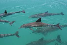 Sharks bay umbi is the ideal diving holiday choice for visitors who want a mixture of authentic and beautiful architecture mixed with a relaxed setting and a great location. The Shark Bay Dolphin Project