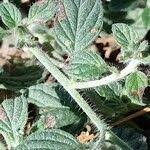 Image result for Heliotropium supinum