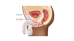Image result for Prostate Anatomy