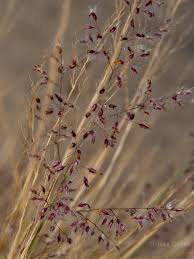 Image result for Tricholaena