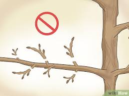 Image result for pruning plum trees