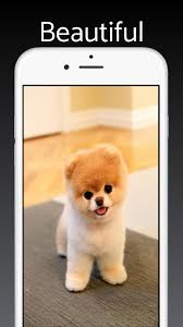 Install my dogs themes to get hd wallpapers of puppy & dog everytime you open a new tab. Pomeranian Dog Wallpaper Hd Cute Puppy Wallpaper For Android Apk Download