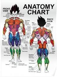 anatomy chart muscle diagram exercise science poster