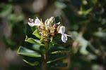 Image result for Syncolostemon elliottii
