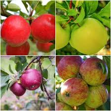 Three varieties grafted on to one tree ideal for espalier or free standing. Online Orchards 4 In 1 Apple Jubilee Tree Bare Root Cbap004 The Home Depot