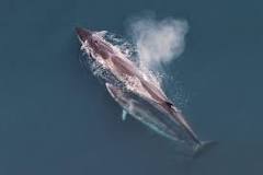 Image result for dolphin whale