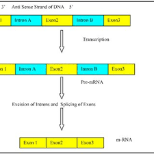 This is a type of ribonucleic acid or rna transcribed from a dna (deoxyribonucleic acid) template. Formation Of Mrna From Anti Sense Strand Of Dna Download Scientific Diagram