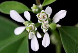Image result for Euphorbia graminea