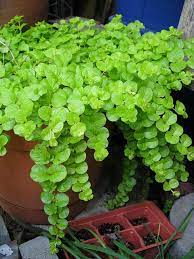 lysimachia nummularia plants creeping jenny ground cover upcycled hanging planter