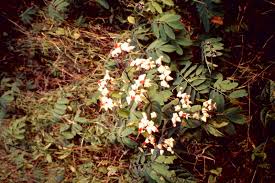 Image result for Clerodendrum umbellatum