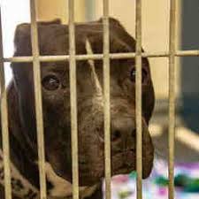 Available Pets At Maricopa County Animal Care Control West Animal Shelter In Phoenix Arizona Crazy Dog Lady Black Dog Animal Shelter