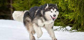 The alaskan malamute was originally selected for heavy pulling in long distances. Alaskan Malamute Steckbrief Charakter Pflege Haltung