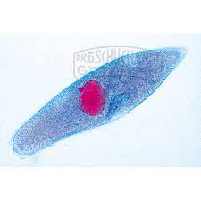Paramecium, Pantoffeltierchen Präparat  Schädel und anatomische Modelle  Tier  Biologie Lehrmittel | SCHUCHARDT Lehrmittel