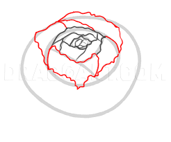 Check spelling or type a new query. How To Draw A Peony Peony Flower Step By Step Drawing Guide By Dawn Dragoart Com