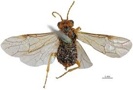 Image result for Humularia drepanocephala