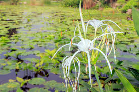 White spider lily bulbs are tough and low maintenance making them perfect for rain gardens. Spider Lily Stock Image Image Of Beautiful Floral Pale 40502441