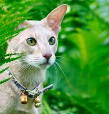 This, again, is a story of an ailing breeder who is no longer able to care for her kitties. Oriental Kittens For Sale Adoptapet Com