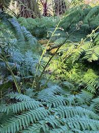 Image result for Cyathea capensis
