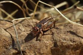 Most species of crickets live from spring through fall and die as temperatures cool. Why Do Crickets Chirp Terminix