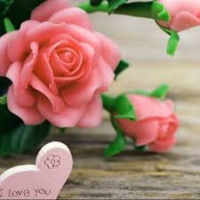 Flowers are beautiful and it is the best way to express your feelings towards others. Love Profile Images Wallpaper Pics Free Mirchistatus