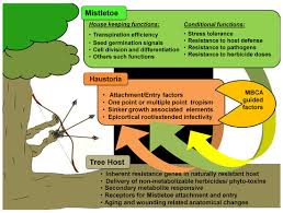 Image result for Agelanthus natalitius