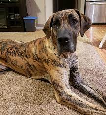 2 harlequin 2800 2 black pups 2000 injected and dewormed pure ready to leave they cute pups males and females on solids mommy could not feed them anymore they 8 weeks old in 2.please good homes only. Carolina Great Danes Home