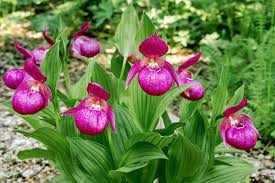 Image result for Cyphia lasiandra