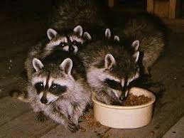 Even though this has been the subject of some pretty serious controversy, raccoons can indeed eat cats, small dogs and other tiny animals. Feeding Wildlife Bad Idea Worms Germs Blog