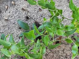 Image result for Asparagus asparagoides