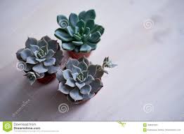 Además su color es tan especial, que la pueden utilizar como decoración minimalista y darle más vida a su espacio! Succulents En Un Estilo Minimalista Plantas De La Casa Para La Decoracion Interior El Cactaceae De La Familia Foto De Archivo Imagen De Casa Plantas 109031520