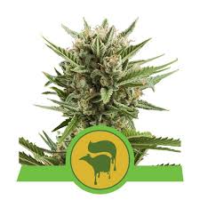 In southern united states dialect, the term polecat is sometimes used as a colloquial nickname for a skunk, 4 even though polecats are only distantly related to skunks. Sweet Skunk Automatic Cannabissamen Royal Queen Seeds