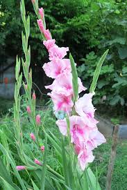 Image result for Gladiolus virgineus