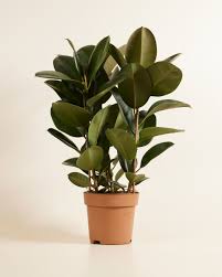 Image result for Ficus