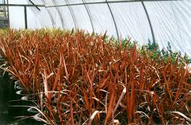 Image result for Cyperus tenax