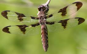 Black And Yellow Dragonfly With Green Eyes Common White Tail Dragonfly Female White Tail Types Of Dragonflies Types Of Dragons