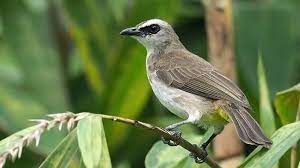 4 Mitos Memelihara Burung Trucukan : Karakteristik & Keistimewaan