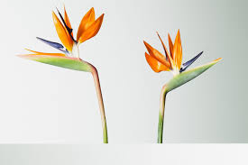 Bird Of Paradise Plant Varieties Australia How To Care For A Bird Of Paradise Plant Birds Of Paradise Plant Paradise Plant Indoor Flowering Plants