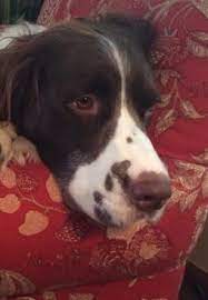English Springer Spaniel Bob Springer Spaniel English Springer Spaniel Cute Dogs