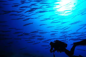 Ustica is a small island, of about 1400 inhabitants, in the aeolian island archipelago and is situated some 60 nm north of palermo in sicily. Diving Center Ustica Home Facebook