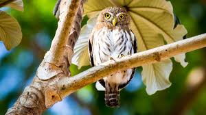 Conservationists want the cactus ferruginous pygmy owl back on the endangered species list, but opponents say it's unnecessary. Ferruginous Pygmy Owl Audubon Field Guide