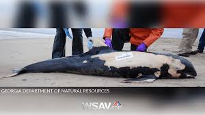 Image result for Warneckea walikalensis