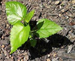 Your mulberry sapling will grow best in full sun (six to eight hours daily), and fertile soil, with a ph between 5.5 and 6.5. Is This A Morus Alba Seedling Gardening Landscaping Stack Exchange