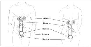 Member level 21 blank slate. Urinary Retention