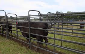 Universal Alley Stop Cattle Corrals Cattle Ranching Cattle Gate