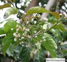 Image result for Ehretia cymosa