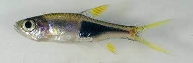 Image result for Heteromorpha sp. agg.