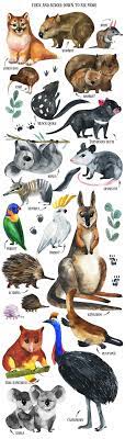 Australian Mainland Illustration Set Kangaroo Illustration Australian Animals Kangaroo Drawing