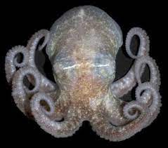Antarctic Octopuses Octopus Facts Types Of Octopus Octopus