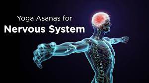 Or order 3 month supply with $60 discount. Yoga Asanas For Nervous System Yoga Exercises Healthy Lifestyle Youtube